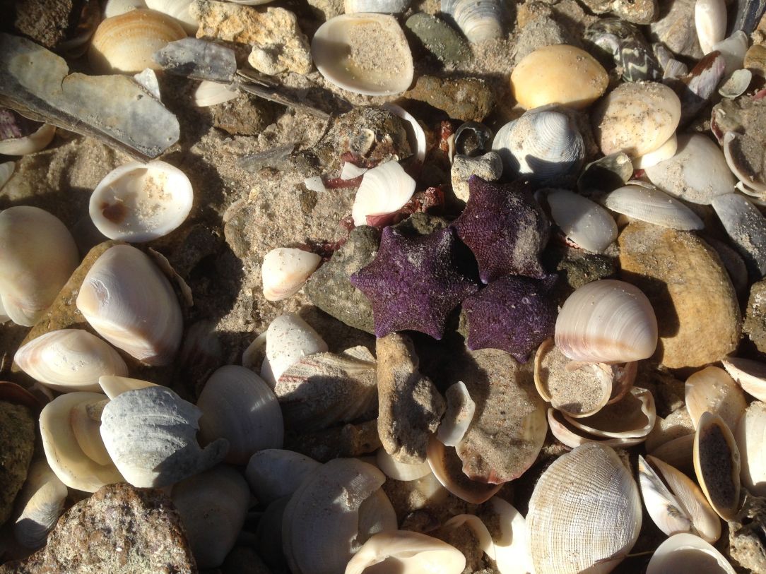 Shells, purple starfish