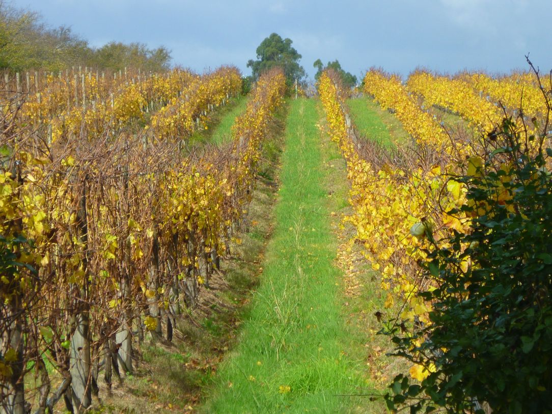 Autumn vines Yarra Valley