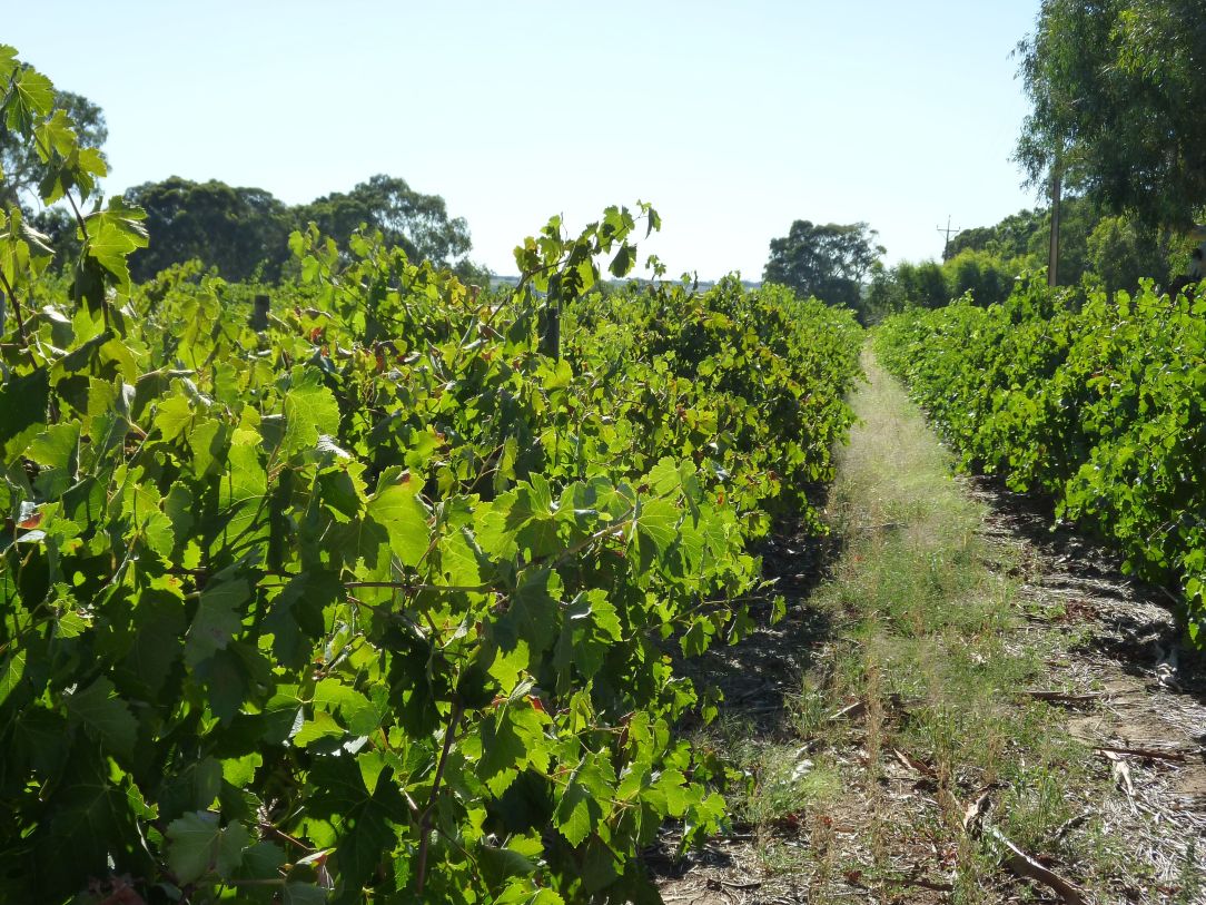 barrosa vines