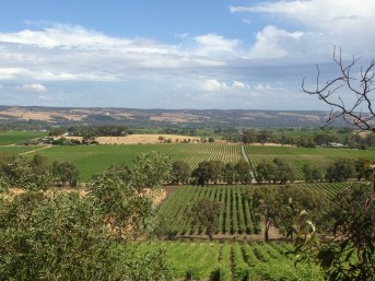 McLaren Vale vines, South Australia