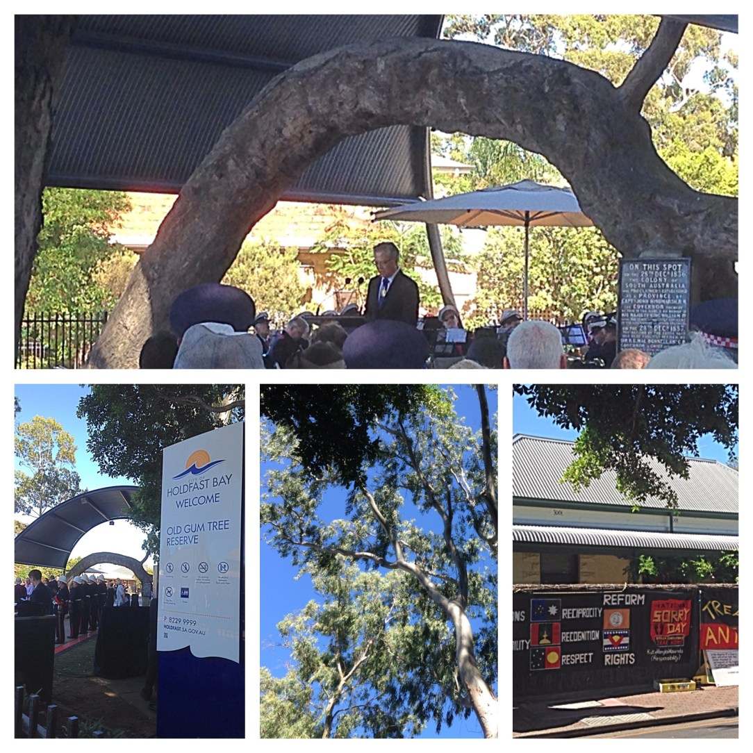 Proclamation Day the Old Gum Tree