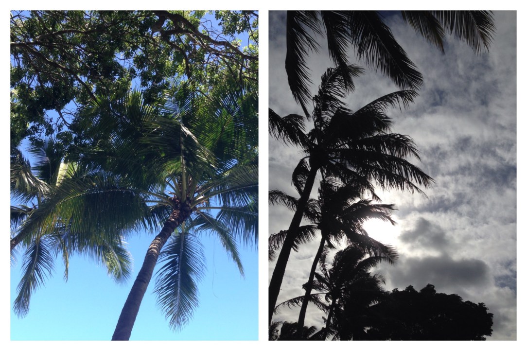 Palms in Noumea, New Caledonia