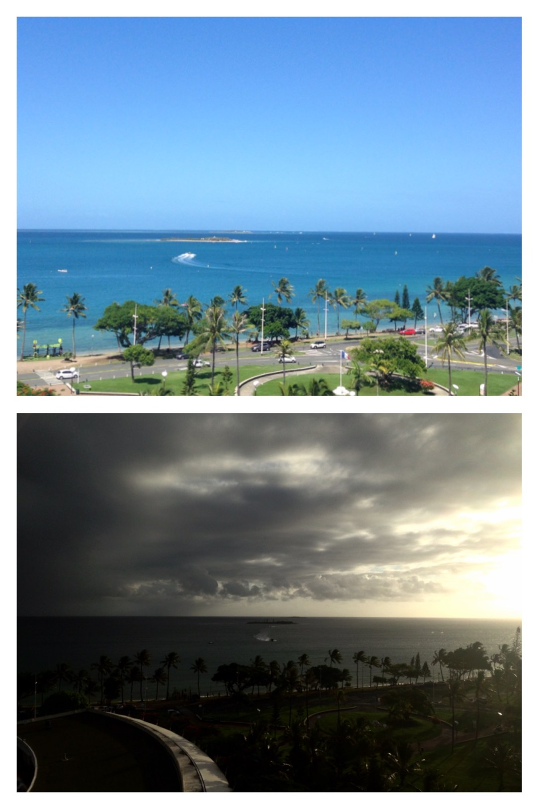 palm trees, Noumea, New Caledonia