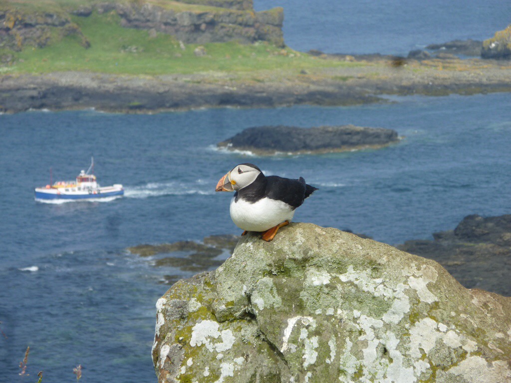 puffin