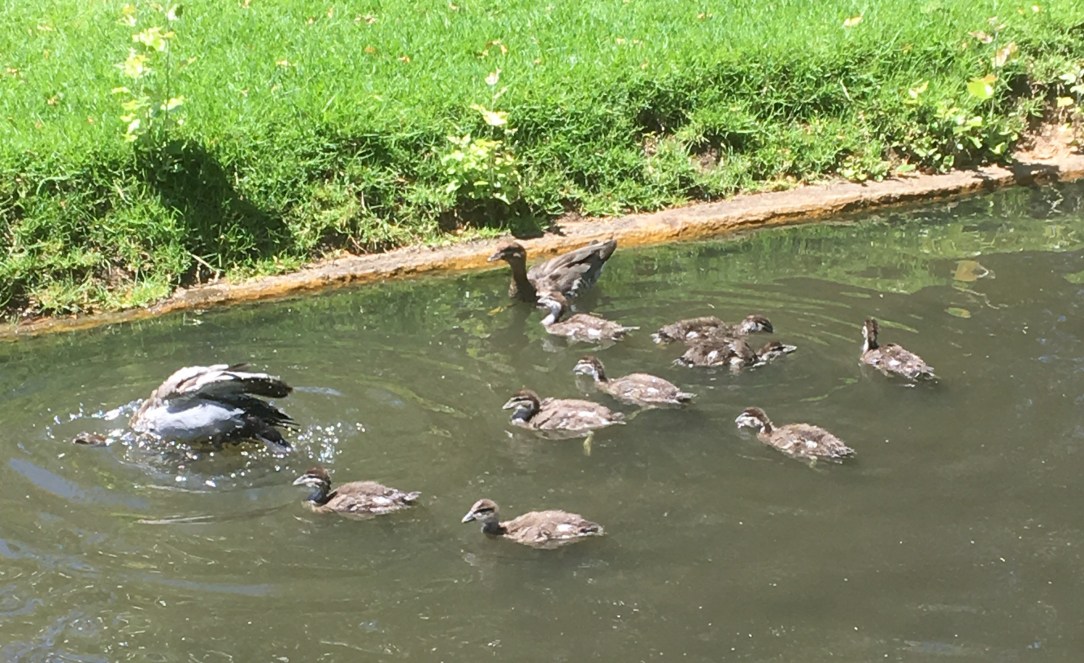 Ducks in Adelaide southern Parklands
