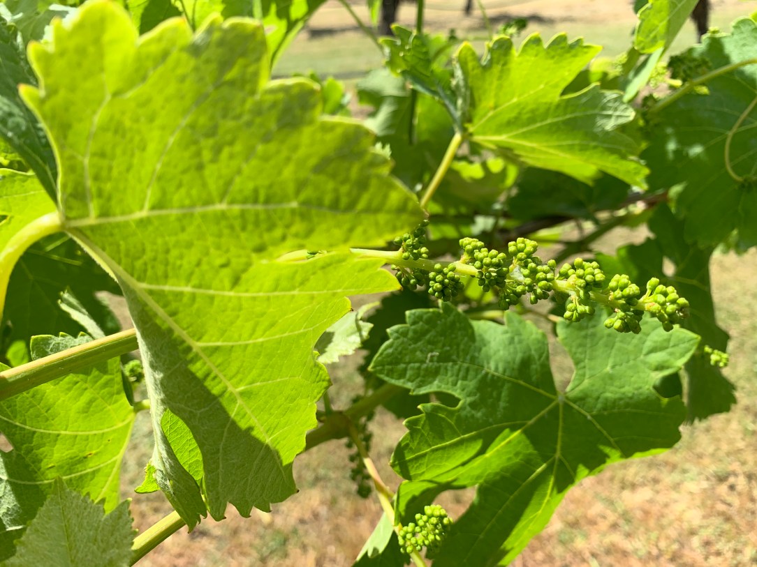 Lancaster Wines, Swan Valley, Western Australia