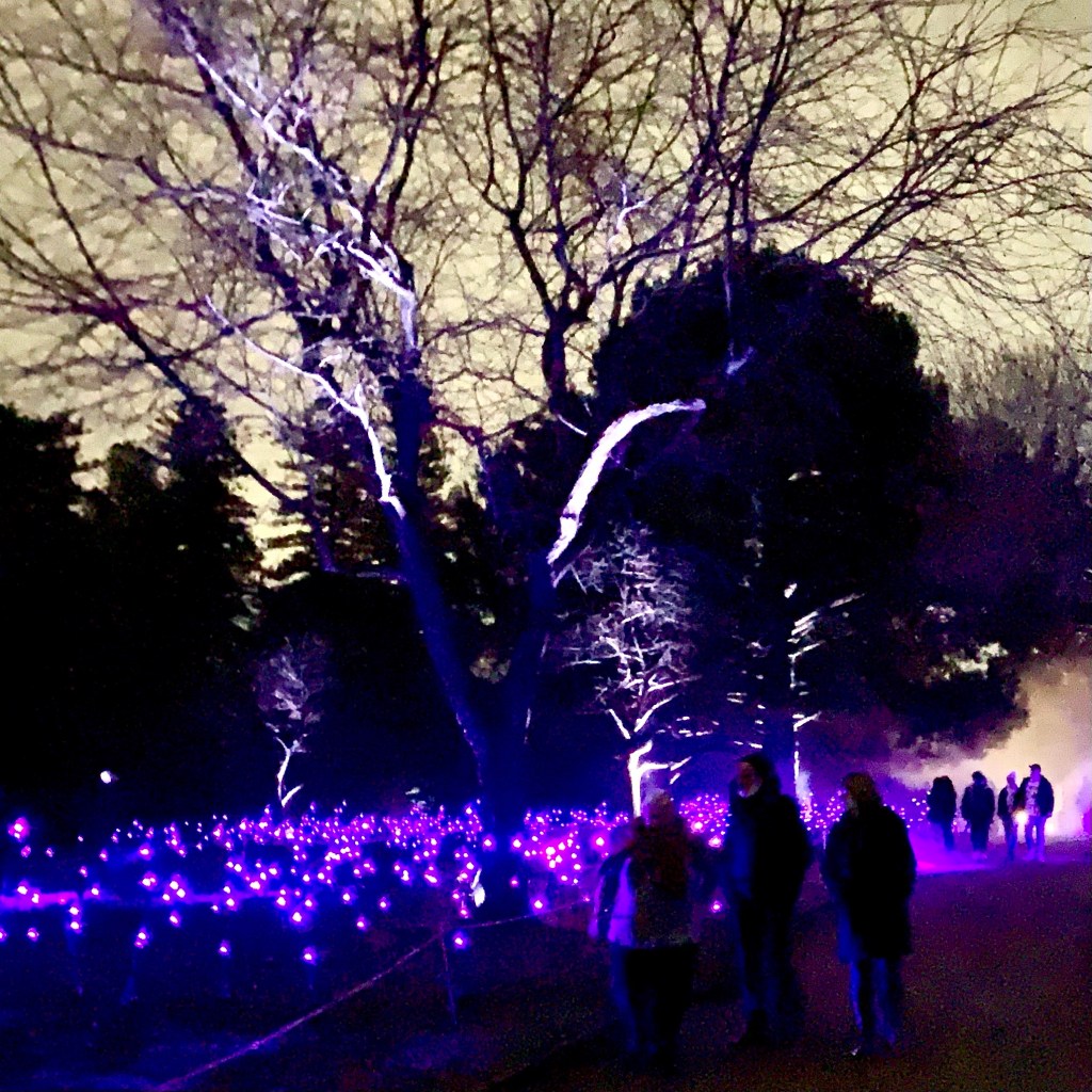 Fields of light flowers Illuminate Life Cycles at Adelaide Botanic Gardens