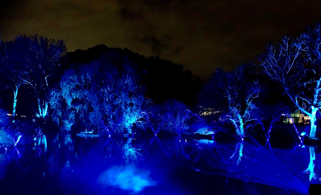 Blue lit lake  at night Adelaide Botanic Gardens