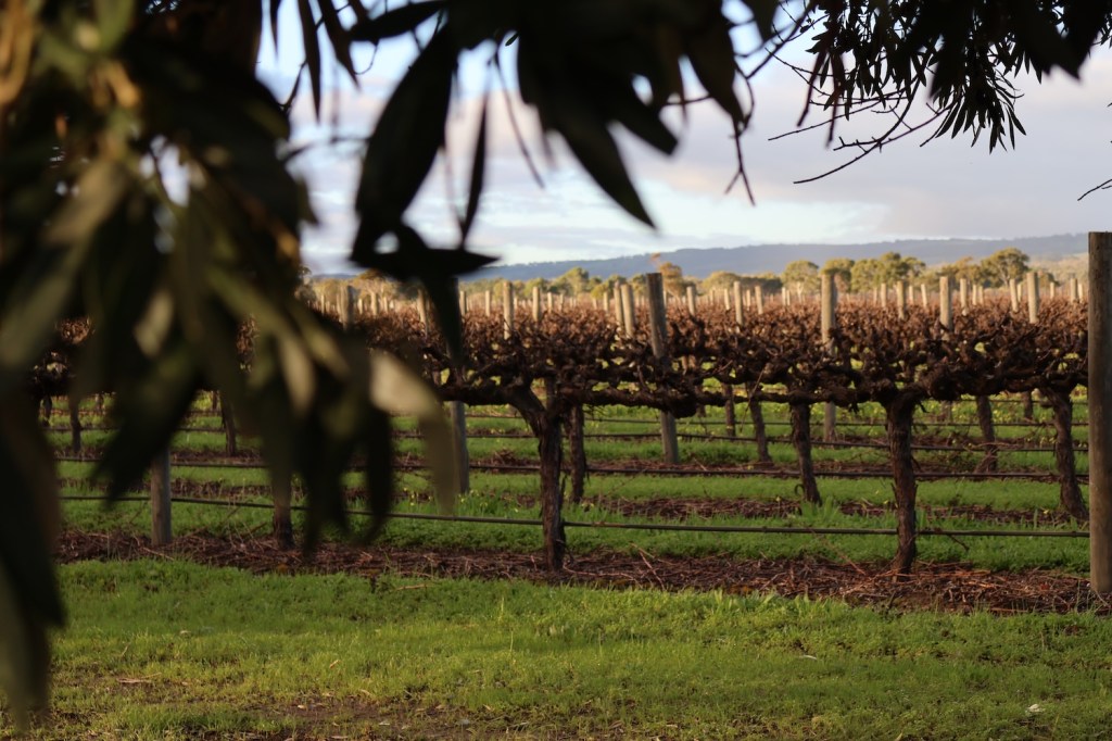 Vines and olive trees with hills in the background in McLaren Vale, South Australia